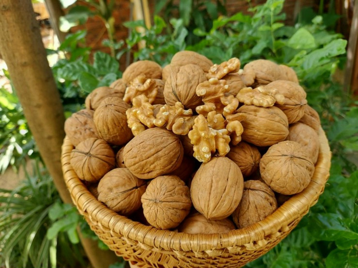 Quả óc chó vàng Mỹ