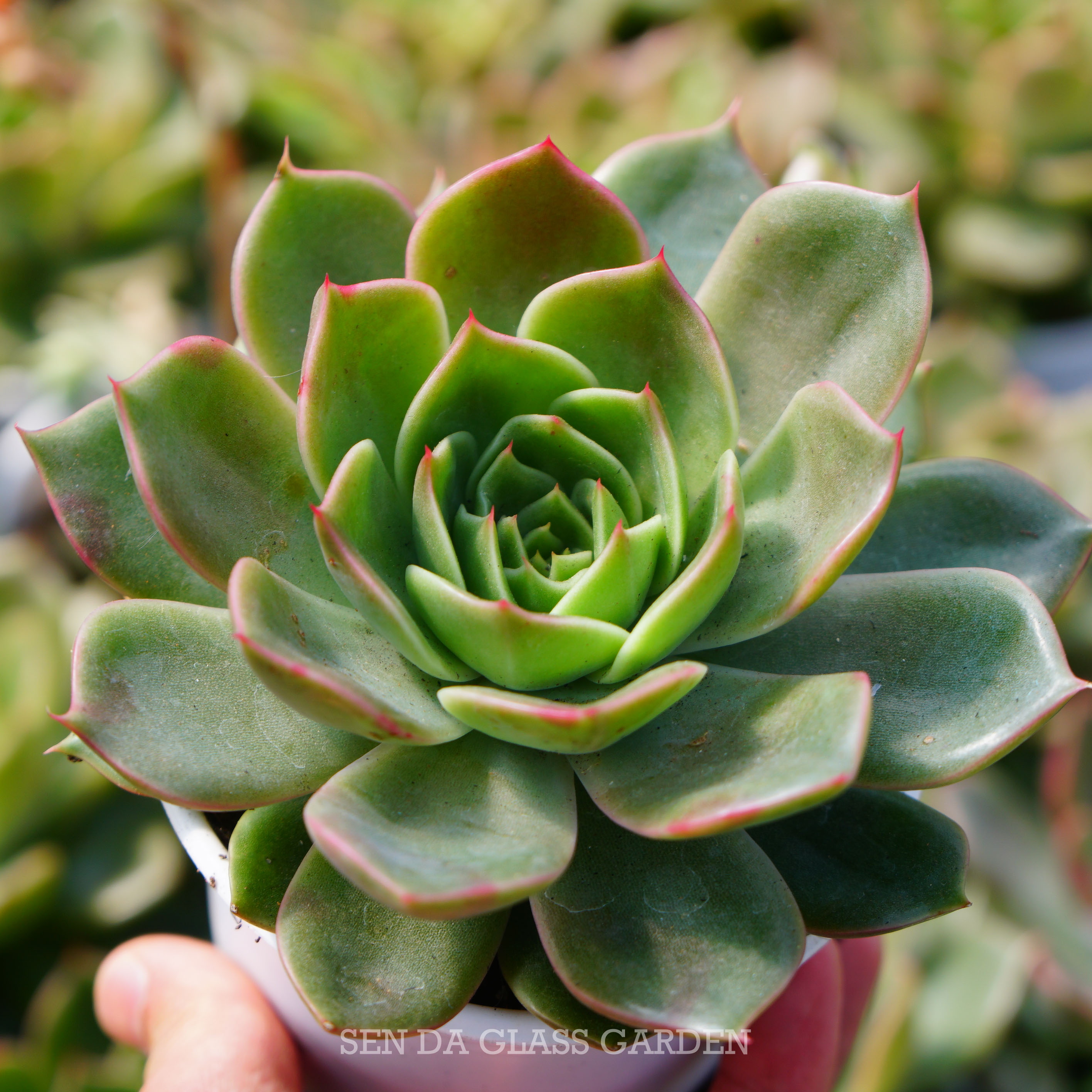 Sen Đá đế vương xanh 10cm, Khỏe, dễ trồng, Hàng sen đá Đà Lạt, Lỗi 1 đổi 1