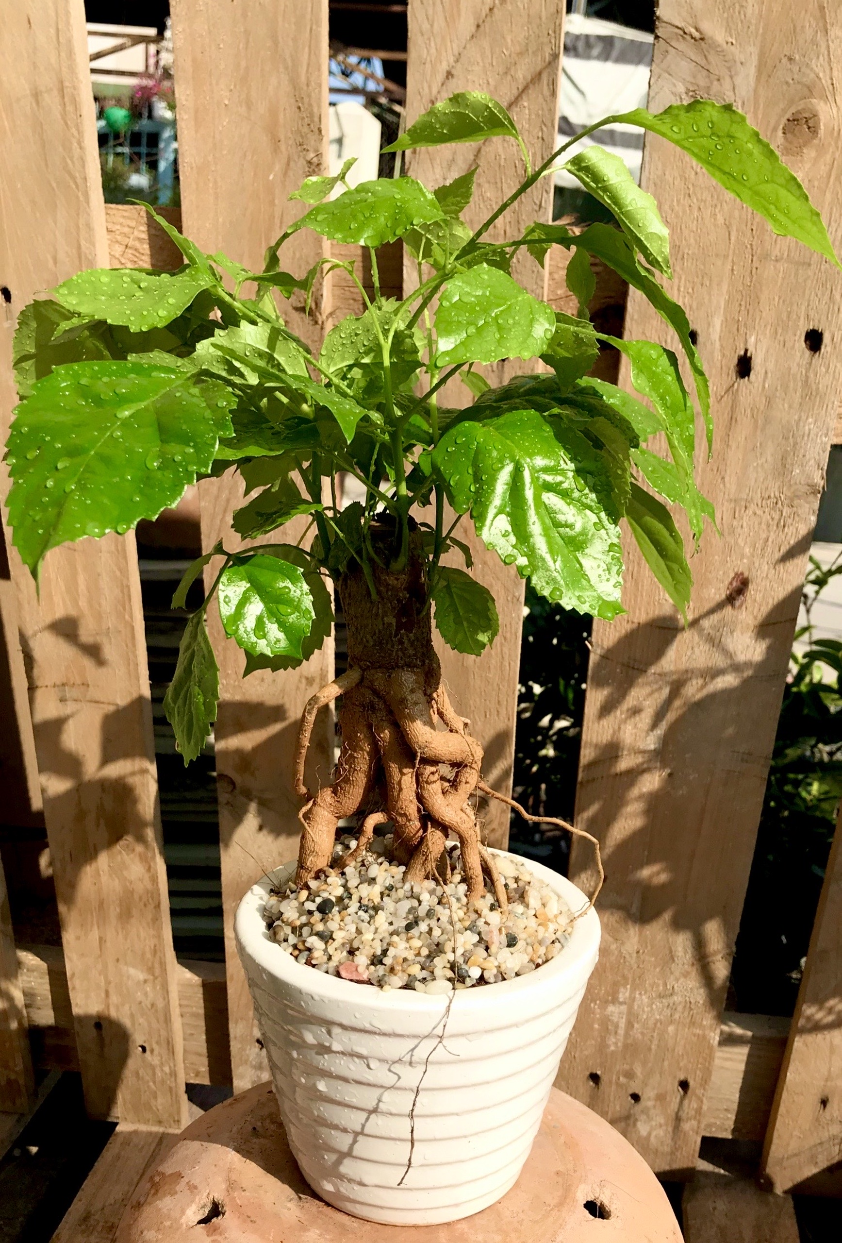 Chậu sứ cây Hạnh Phúc Bonsai tặng kèm đá trang trí