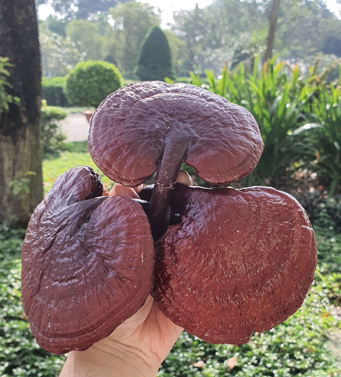 Nấm Linh chi 500g sấy hút chân không
