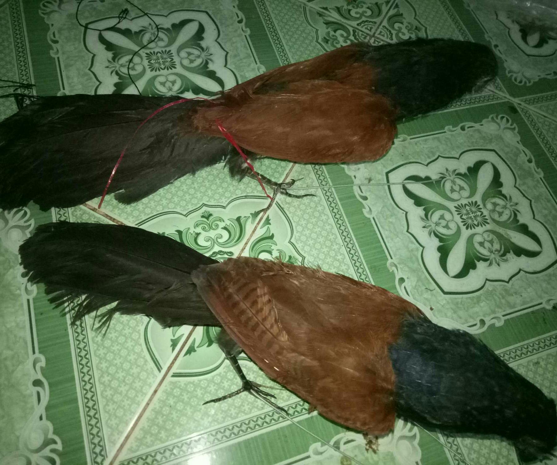 bìm bịp giả nhồi keo siêu bền ,siêu đẹp