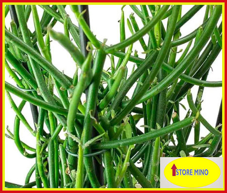 Cây giao hổ trợ viêm xoang store mino cây khỏe mạnh, cành rễ nhiều