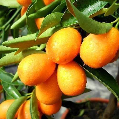 cây giống QUÝT MỸ LÙN trồng chậu ( CÂY CÓ SẴN QUẢ), cây quýt thái chất lượng cao