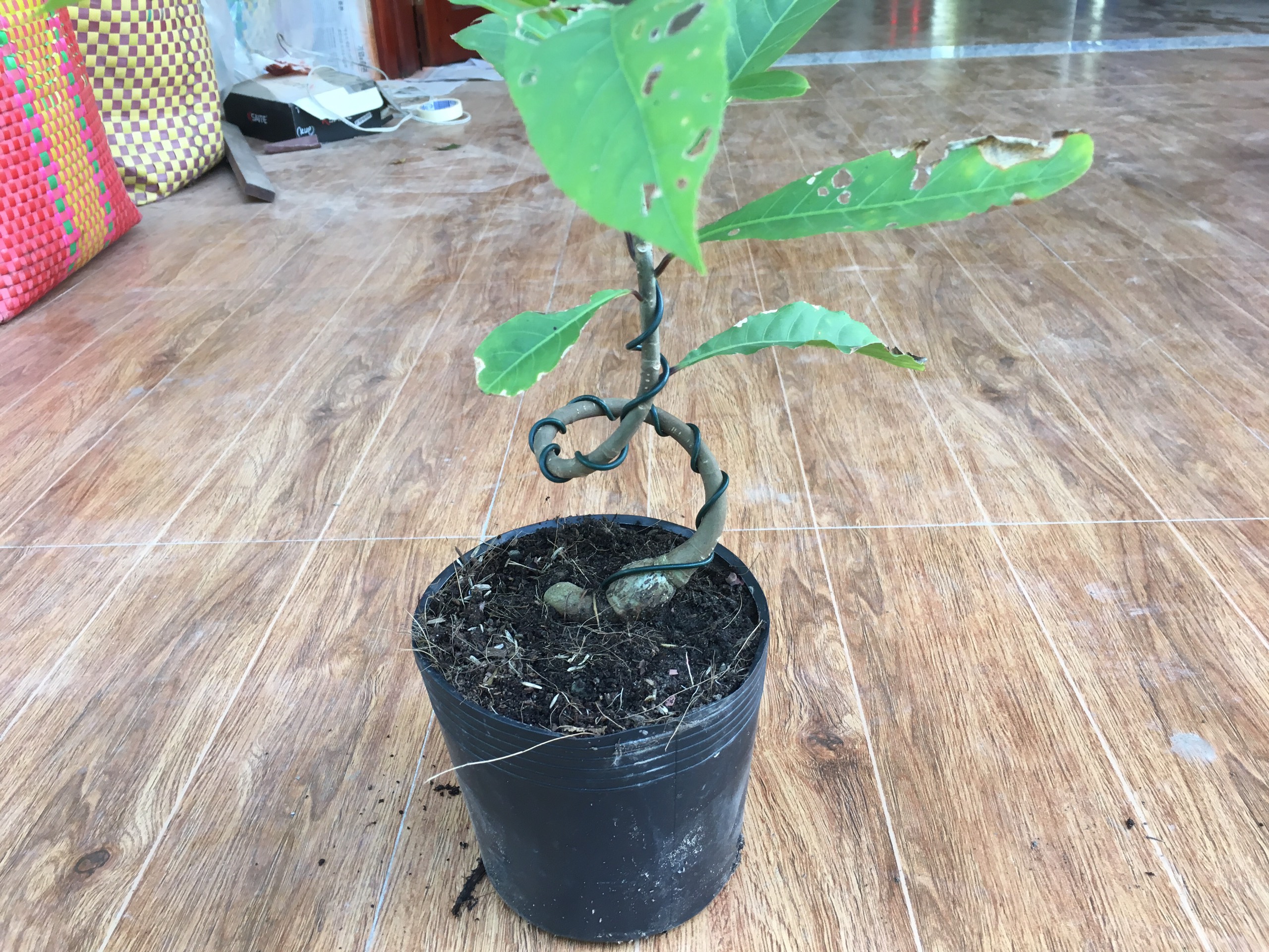 Cây lộc vừng bonsai mini