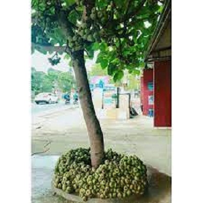 Cây giống vả mật huế 20-80cm