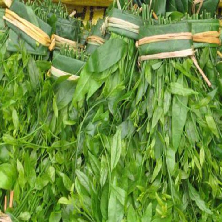 Cây giống rau sắng giống chuẩn