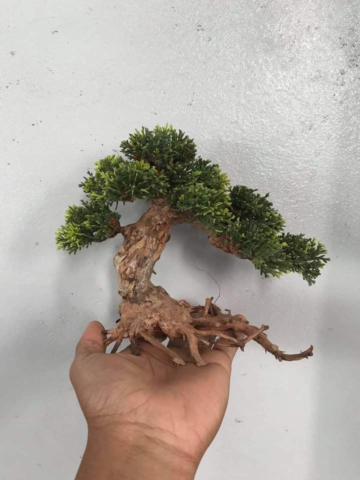 Bonsai thủy sinh cho bể 40