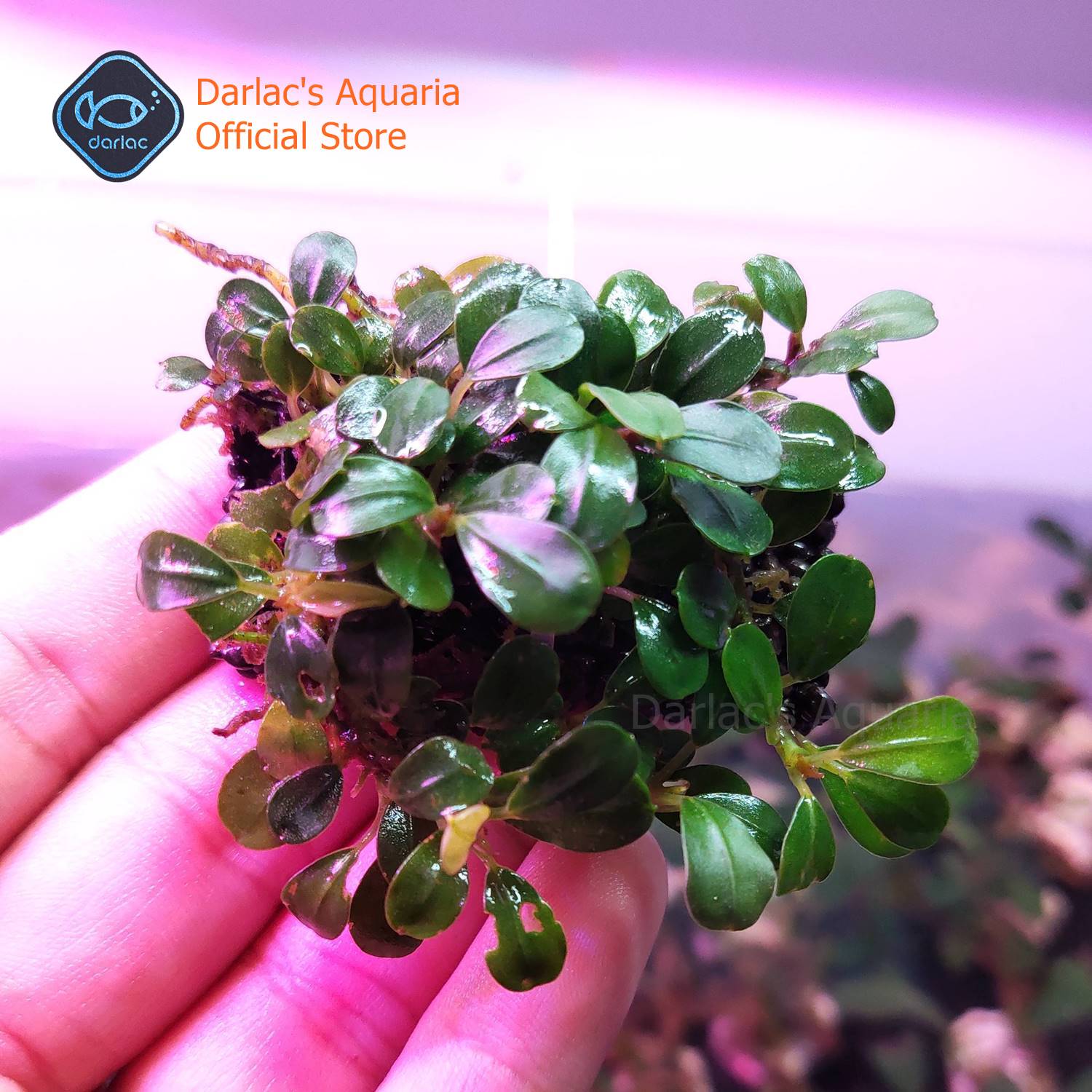 Thanh bucep thủy sinh đã ra lá nước - Cây thủy sinh bucep - Darlacs Aquaria Bucephalandra
