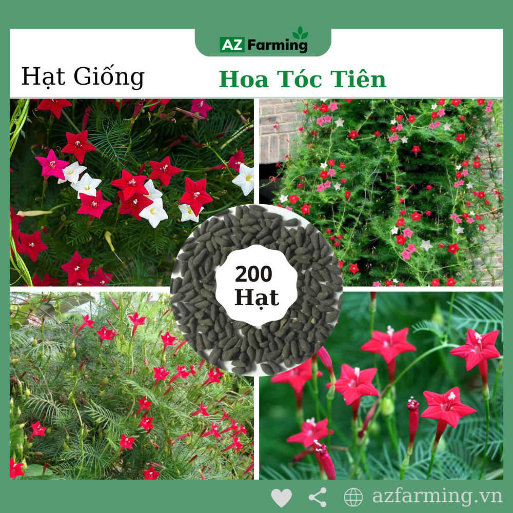 Hạt giống hoa tóc tiên - gói 200 hạt - az farming