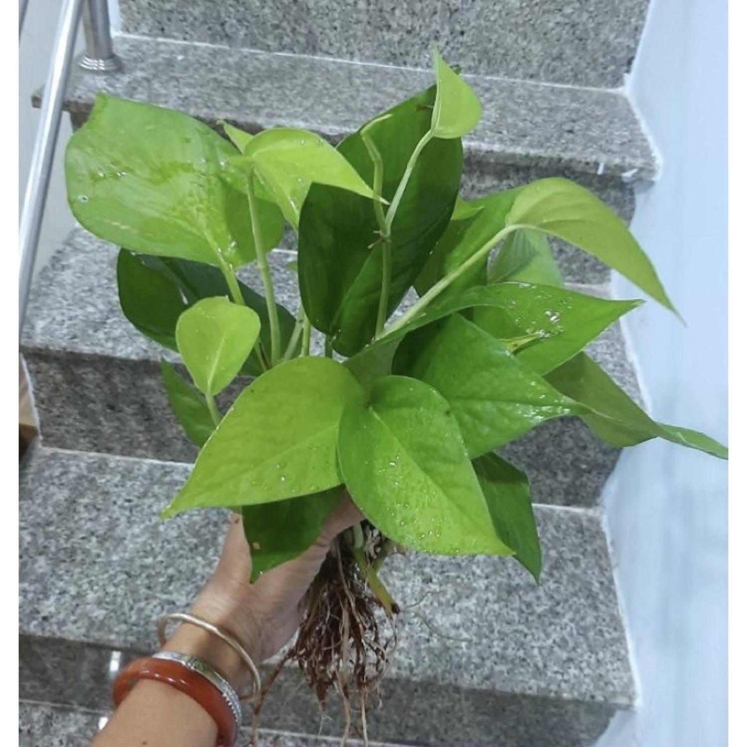 Cây trầu bà con , lá to, rễ khỏe.