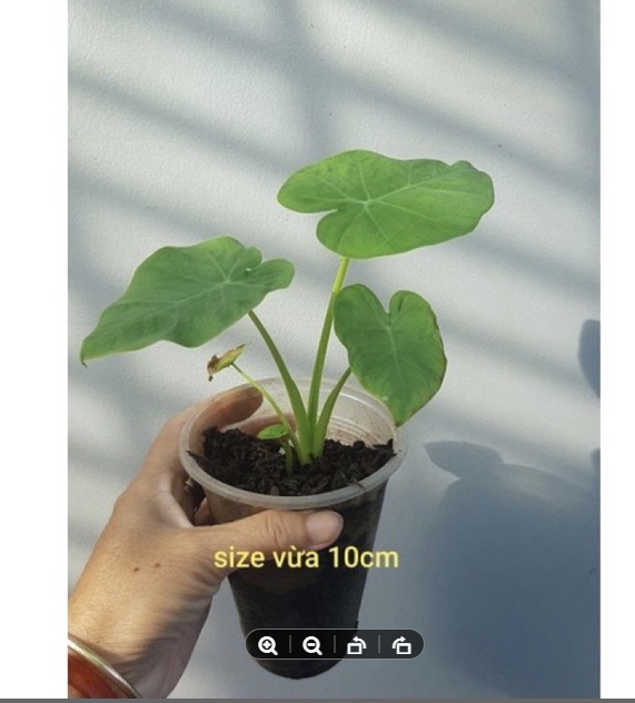 Cây bạc hà/dọc mùng nấu canh chua.
