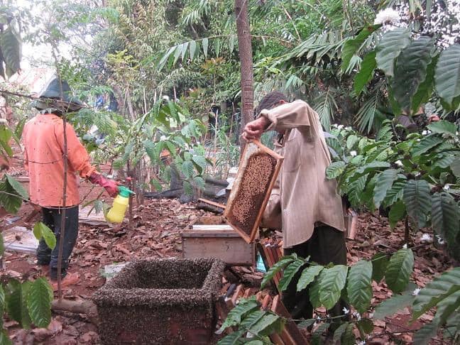 100 ml Mật ong hoa cà phê - chai nhỏ an toàn tiện dụng