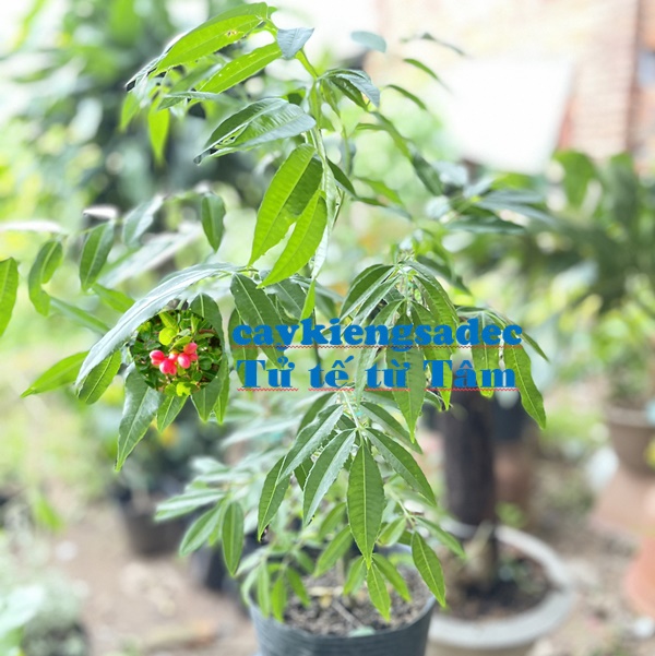 caykiengsadec - Cây cóc thái + tặng phân bón cho cây mau lớn - hoa kiểng lá - trang trí nội thất cảnh quan sân vườn ngoài trời