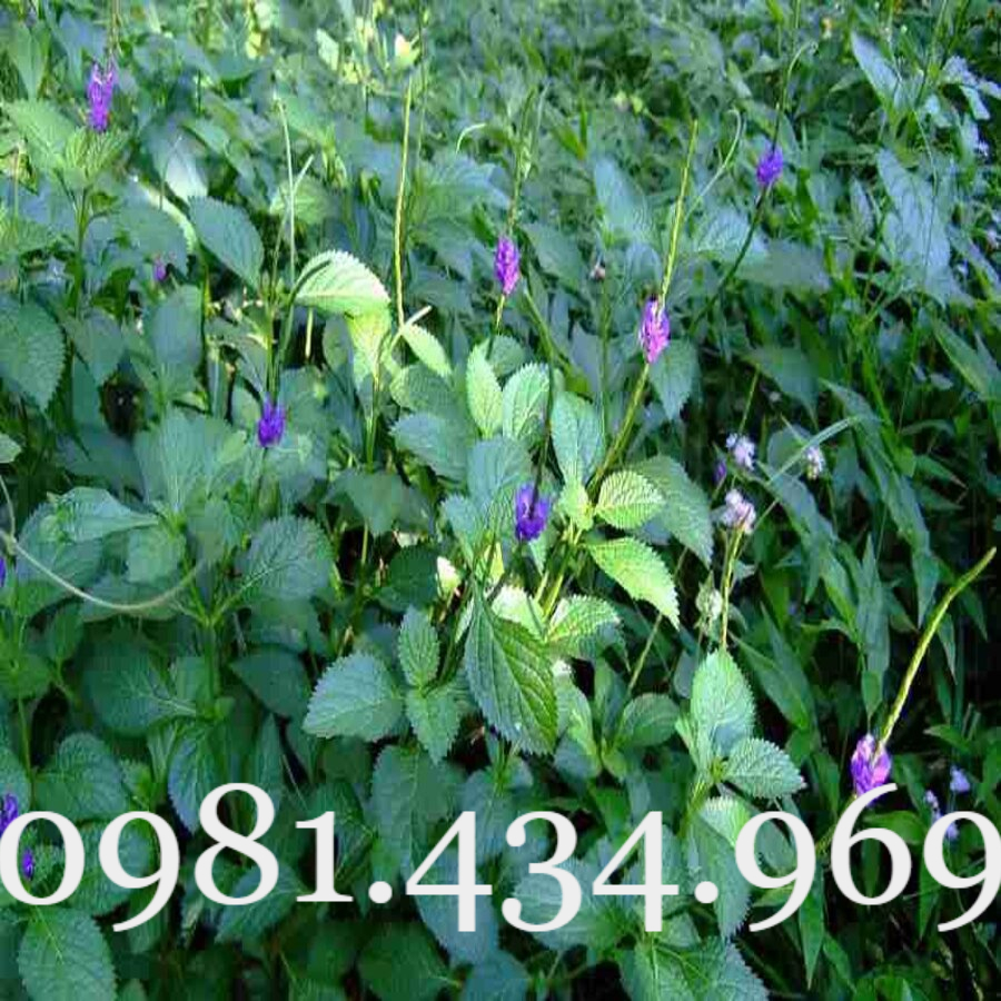 Combo 10 cây đuôi chuột hoa tím đang Hoa