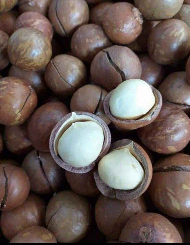 Hạt macca tây nguyên cao cấp 500g--date luôn mới