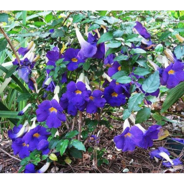 [FREESHIP - Xả Khô Máu] Cây giống hoa chuông tím