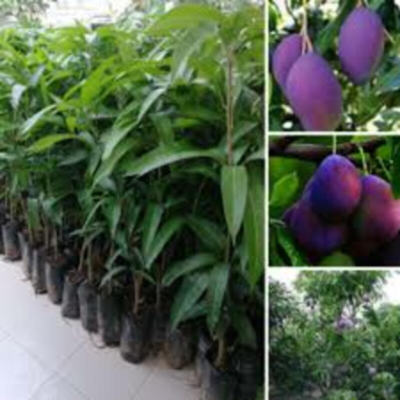 Cây giống xoài tím cây giống chuẩn cho năng suất cao