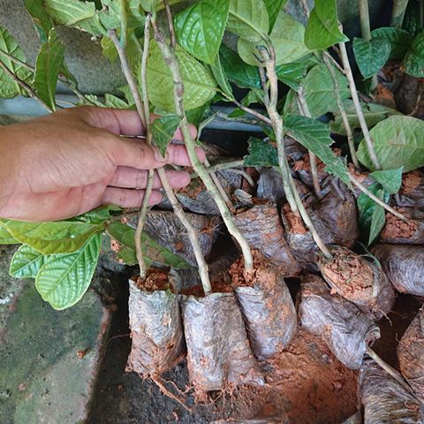 ( SỐC ) COMBO 10 CÂY TRÀ HOA VÀNG chỉ với 250k