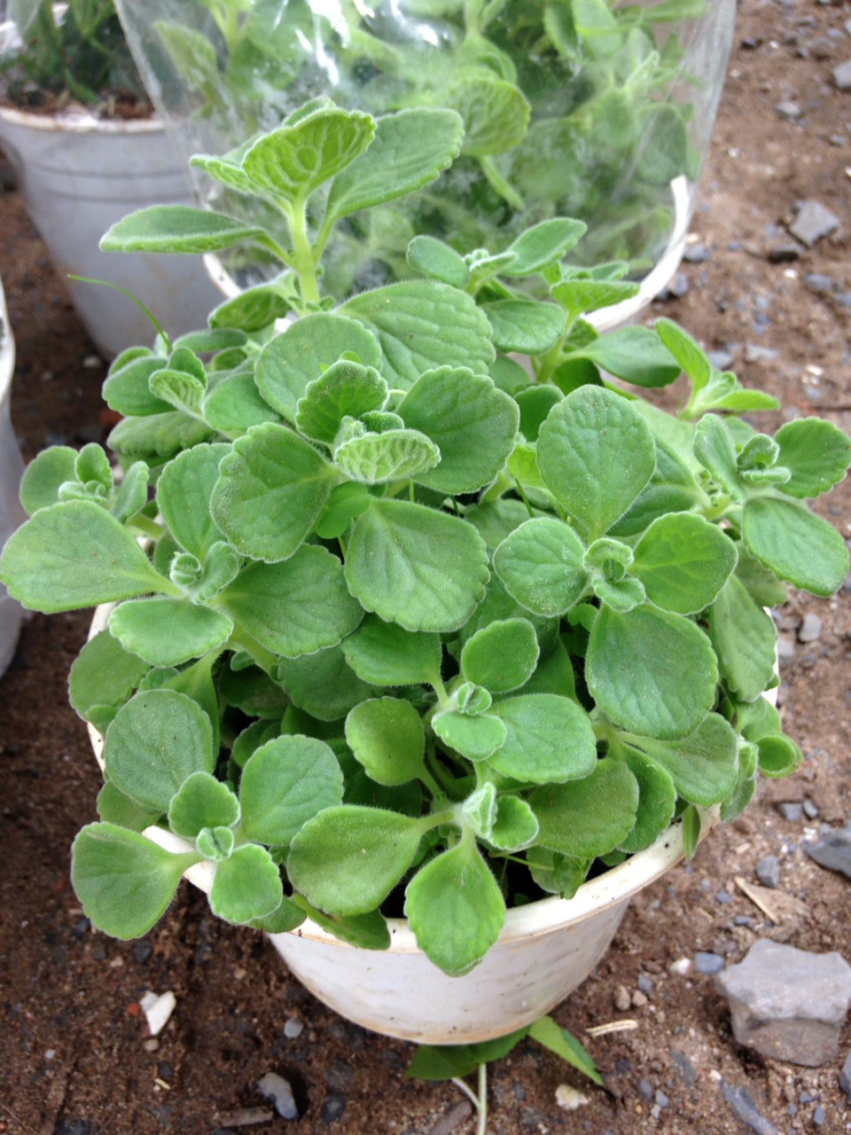 Chậu cây Nhất Mạt Hương - Sen Đá Lá Thơm mùi bạc hà - Plectranthus hadiensis var tomentosa Cây Sen Đá Lá Thơm hay Cây Vượng Tài. Cây này có đặc điểm đó là tỏa ra mùi hương nhẹ giống như lá bạc hà