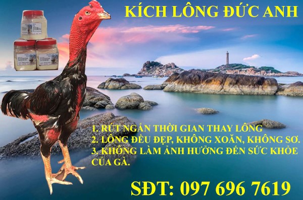 Kích lông gà chọi