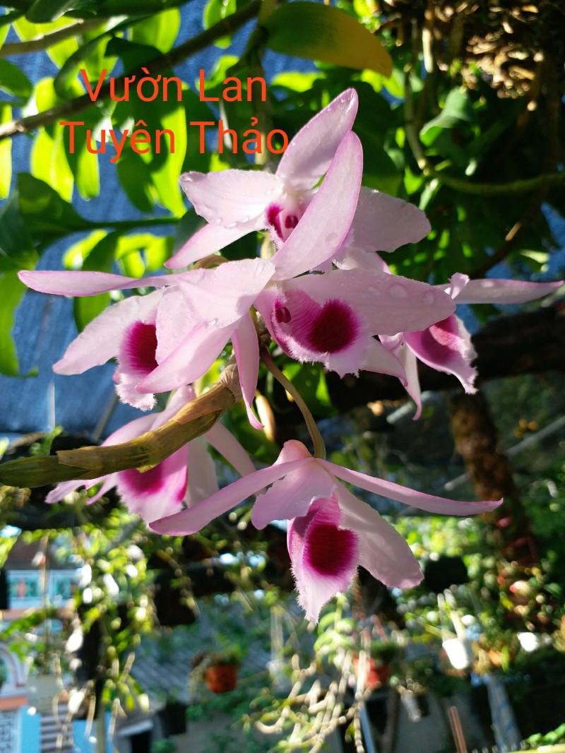 QBnYU3_simg_d0daf0_800x1200_max.jpg