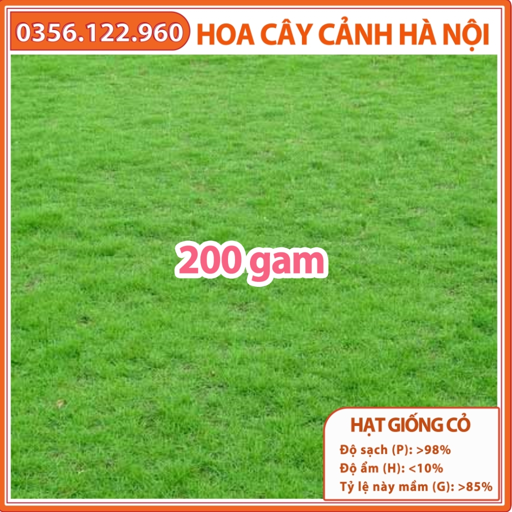 Hạt giống cỏ thảm - cỏ nhung nhật gói 200g dùng trong chăn nuôi, công trình....