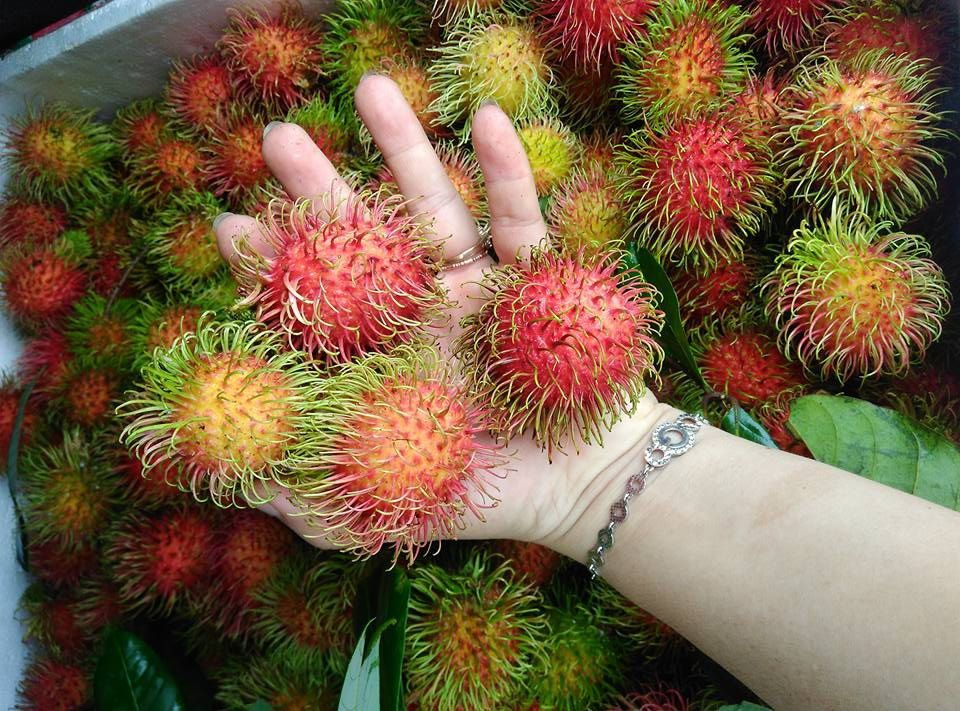 VG FARM Chôm Chôm Thái Nguyên Chùm - Cơm dày ngon ngọt