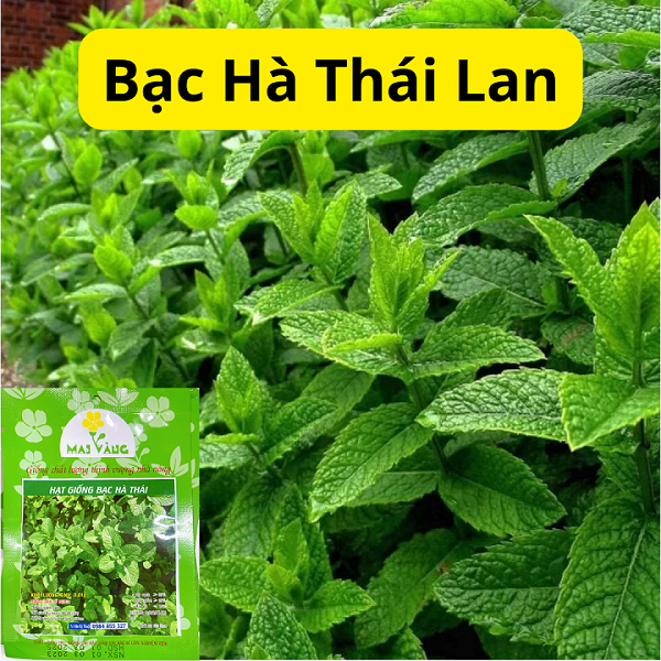 Hạt giống cây bạc hà - thái lan - gói 0.01gr