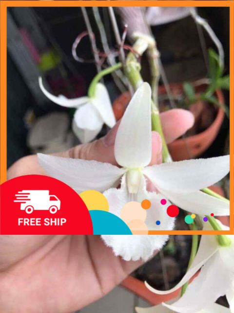 (SHOP ẢNH THẬT) LAN ĐỘT BIẾN - Phi điệp ĐỘT BIẾN 5 cánh trắng MẮT NÂU - Hàng var, hoa cực đẹp cực hiếm gieo hạt - Cây Y hình