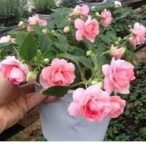 Hạt Giống Hoa Ngọc Thảo -  Mai Địa Thảo Kép LUCKY. Mỗi Túi 5 Hạt