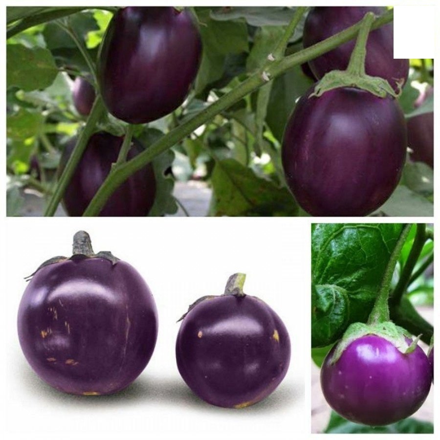Hạt giống cà tím tròn tuí 1g - dễ trồng nhanh ăn