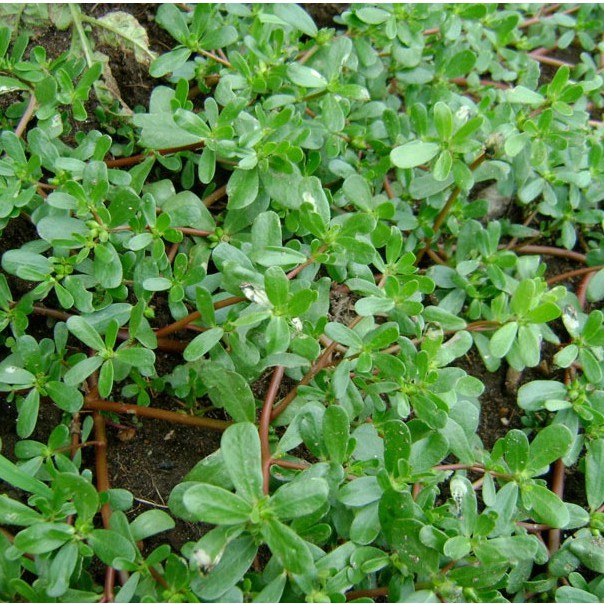 Hạt giống rau sam -sâm đất LUCKY SEEDS