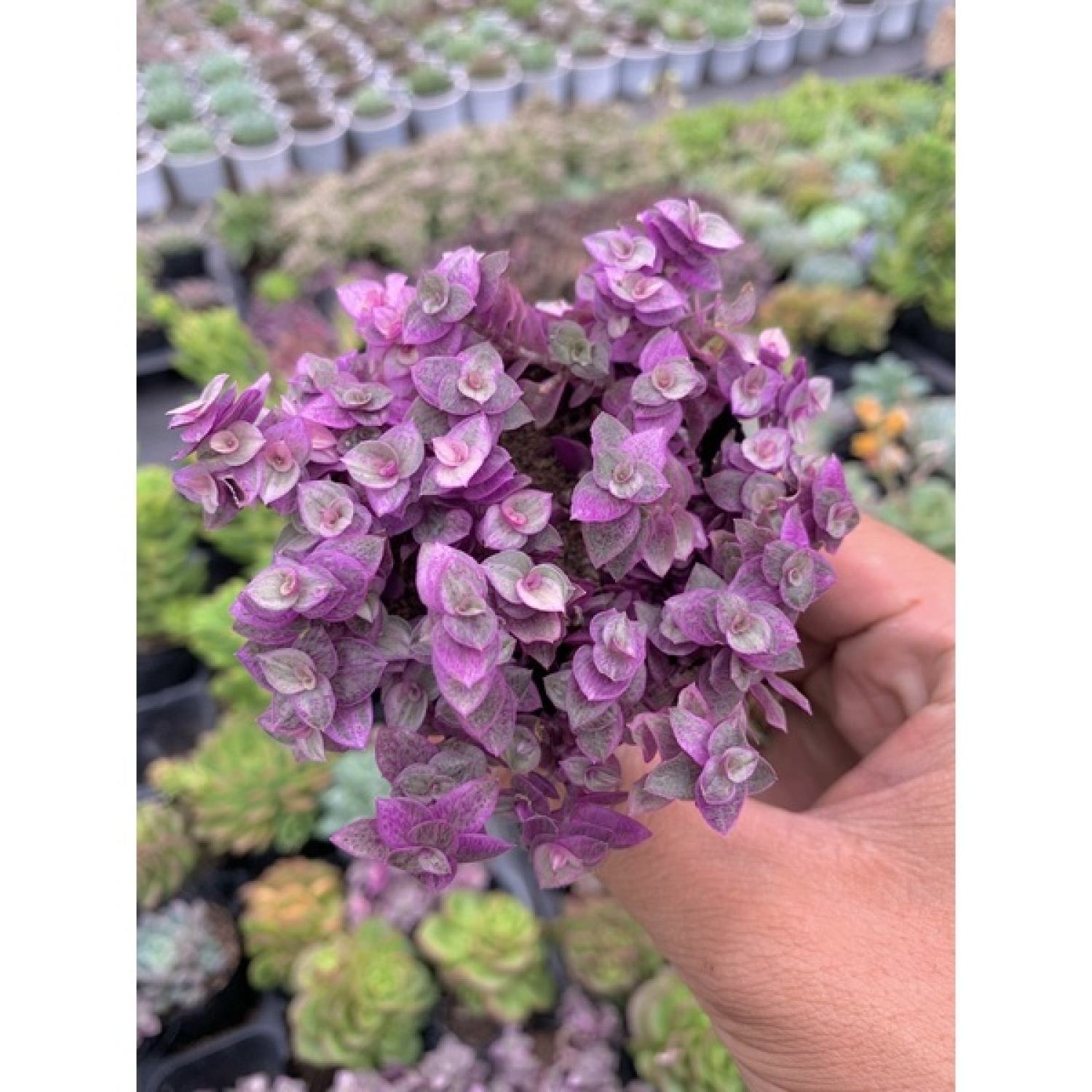 Sen đá sedum pink lady size bé 5-8cm, xuất xứ Đà Lạt khoẻ đẹp, lỗi 1 đổi 1
