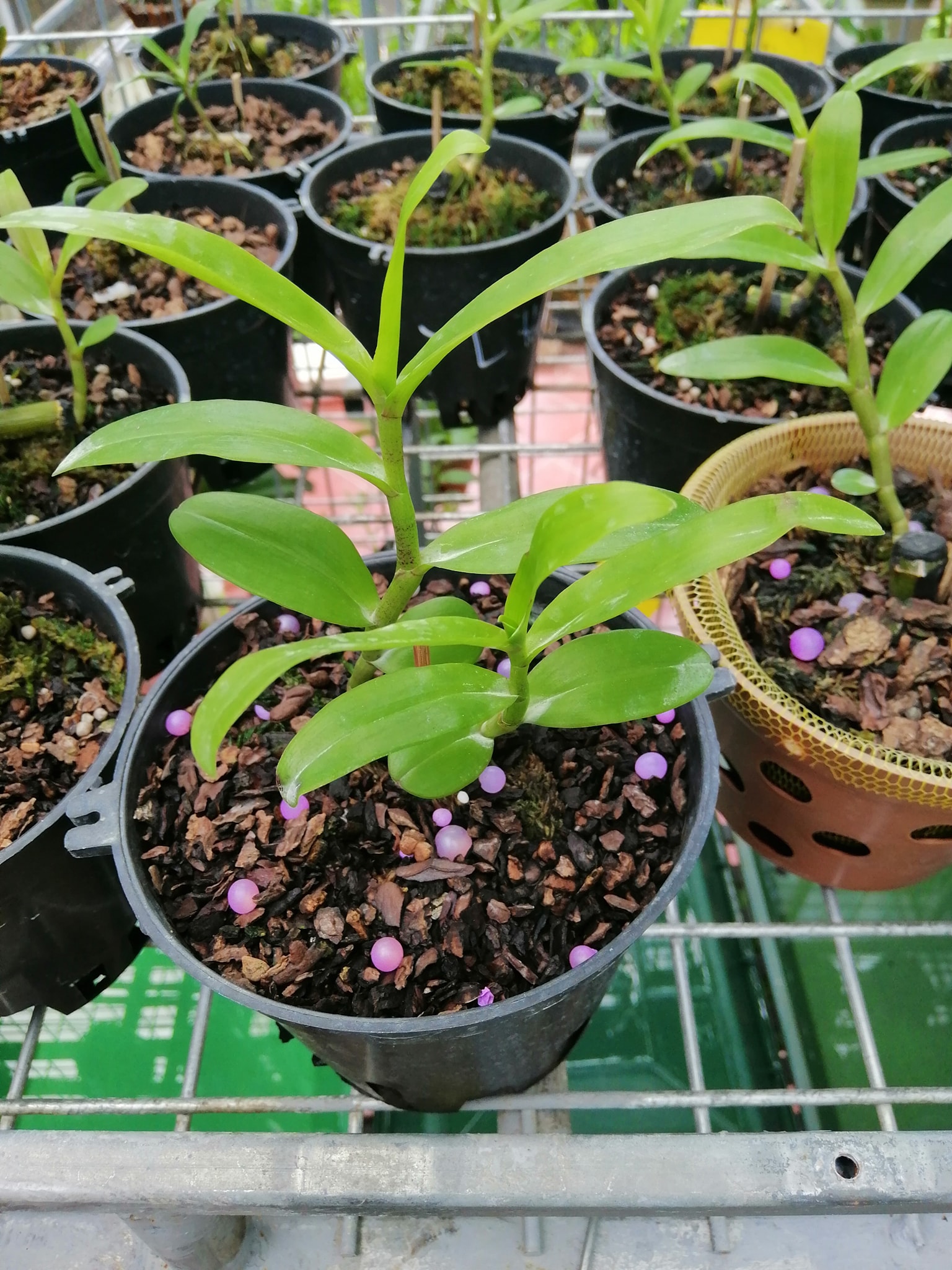 Hoa phong lan giả hạc- lá nhựa xếp chân rết