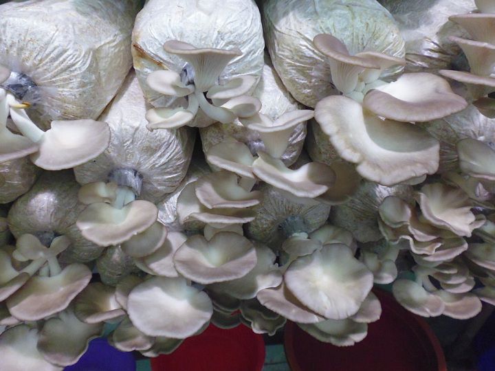 Phôi nấm Bòa ngư xám - Đảm bảo 100%