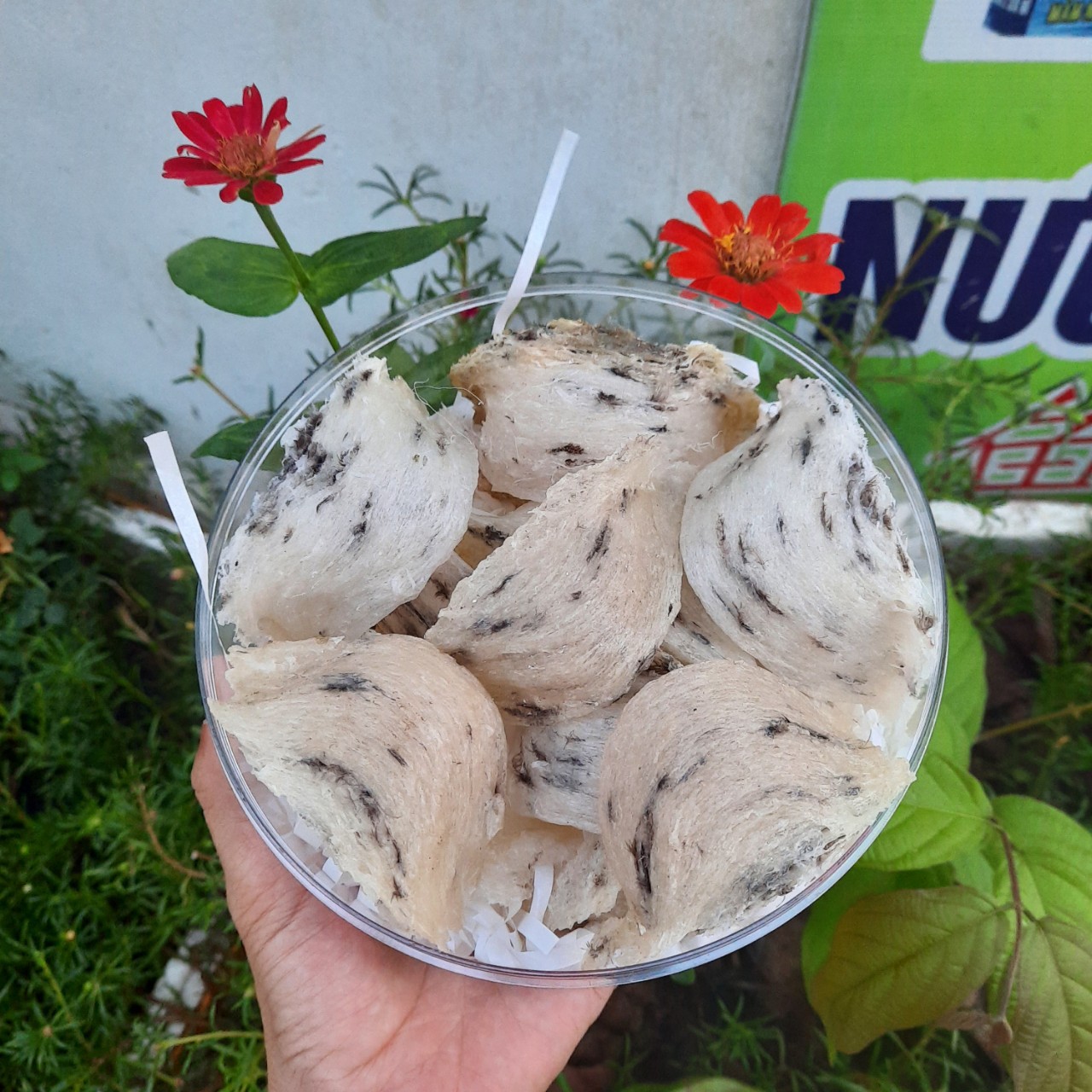 [5 tai] Tổ yến thô nặng 50gr. Yến sào tổ thô nguyên chất Tặng táo đỏ, đường phèn, hạt chia. Yến Sào Khánh Hòa