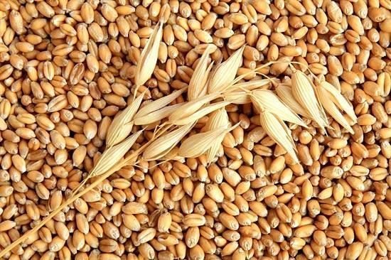 Hạt lúa mì vàng, cỏ mèo loại 1kg.