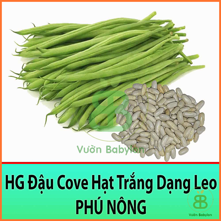 Hạt Giống Đậu Cove Dạng Leo 4 Mùa 10GR