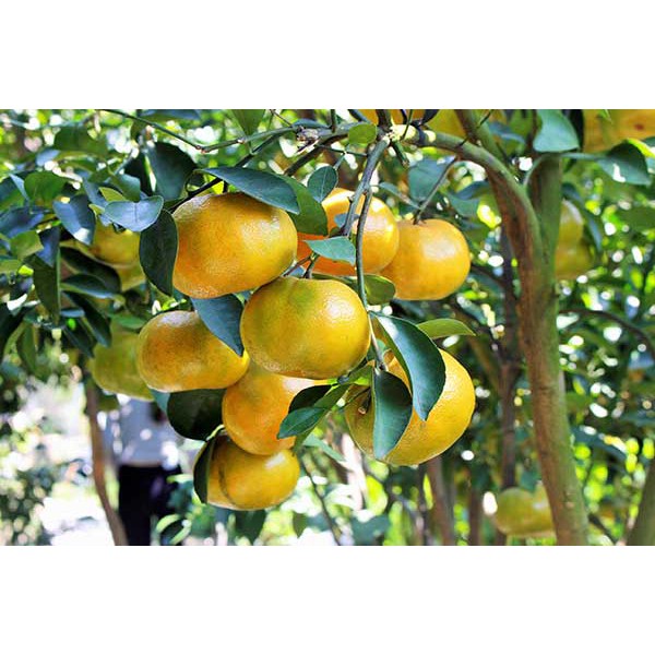 Cây giống Quýt Đường #Hoa,_cây_cảnh&cây_ăn_quả,_cây_công_trình,_cây_lấy_gỗ,_hoa_phong_lan,_cây_phong_thủy