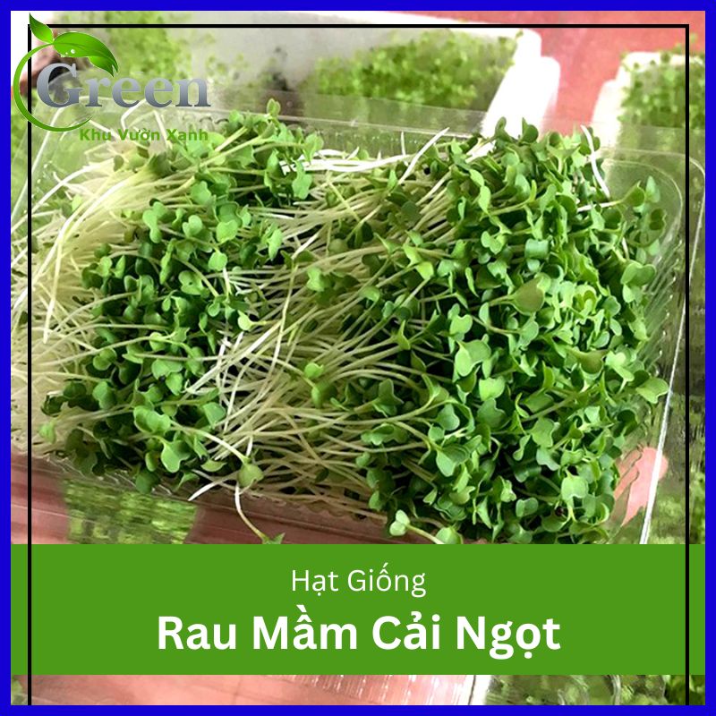 Hạt giống rau mầm cải ngọt - Sản phẩm tuyệt vời cho bạn trồng rau mầm tại nhà