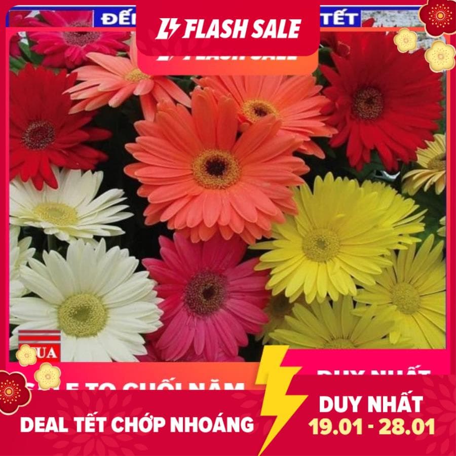 HG07 Hạt Giống Hoa Đồng Tiền 100 hạt đủ màu - đến mua rồi - ra hoa tết