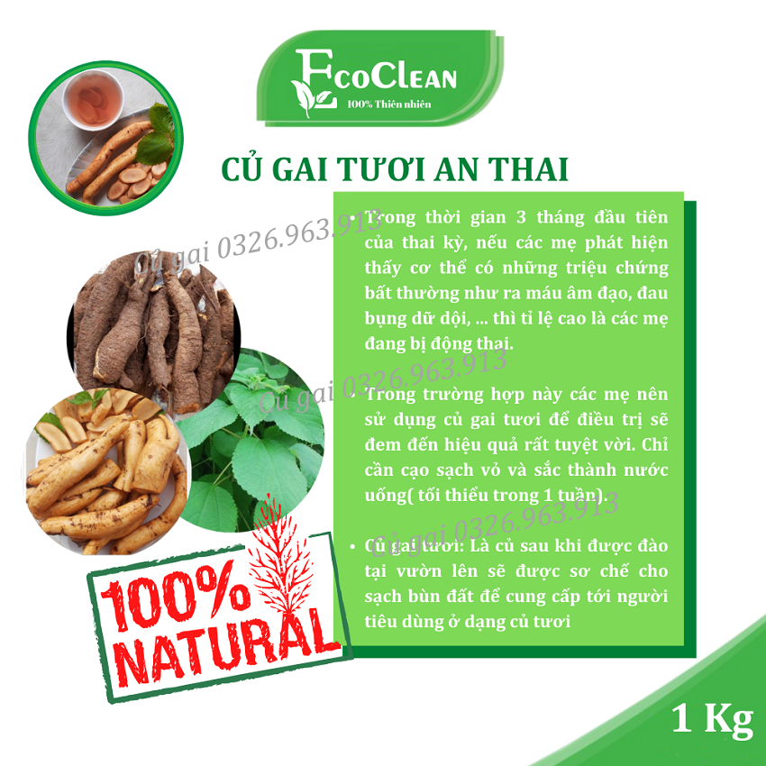 Củ gai tươi 5 năm tuổi - 100% tươi nguyên chất