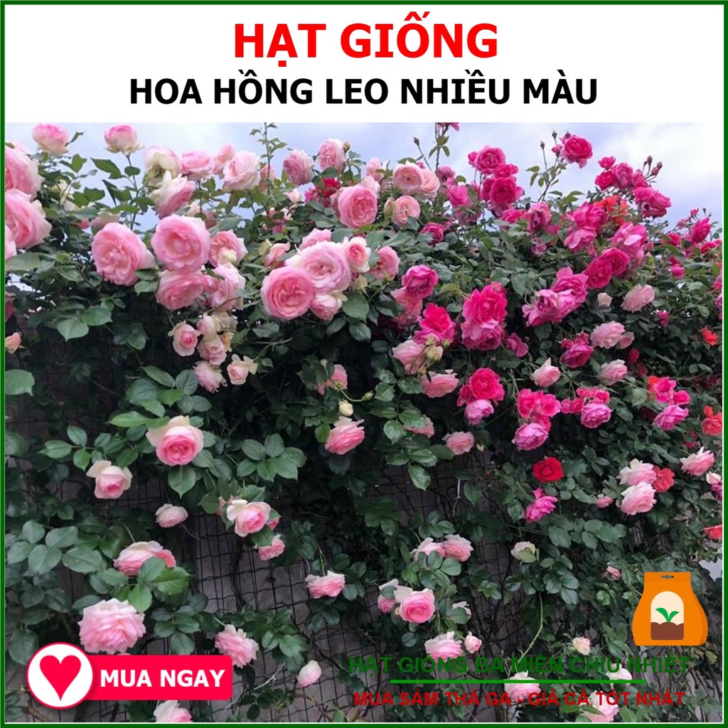 Hạt giống hoa hồng leo nhiều màu 10 hạt