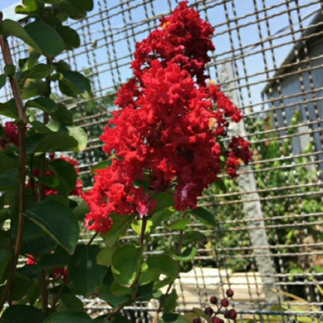 Cây tường vy đỏ siêu đẹp