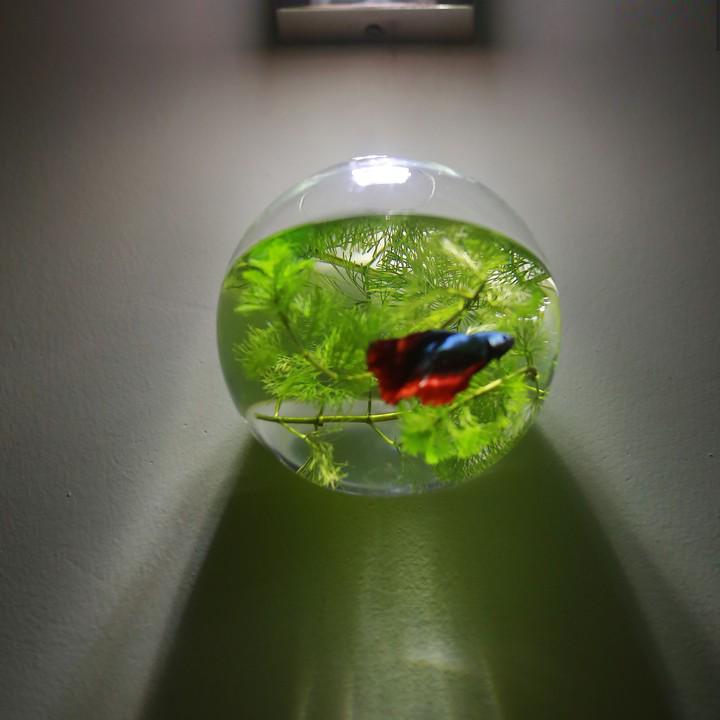 Bể cá mini , Chậu thủy tinh treo tường 15cm