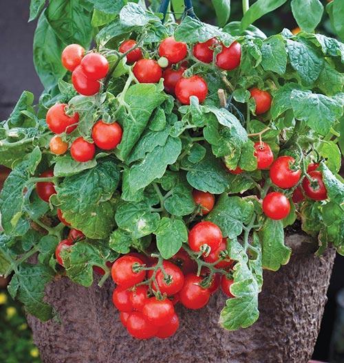 Hạt giống cà chua bi lùn đỏ f1 30 hạt/ gói