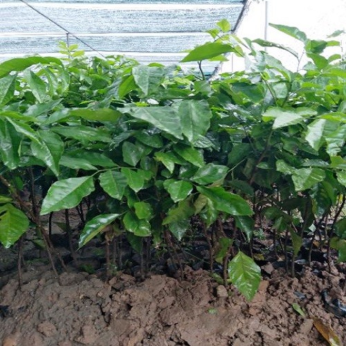 Combo 2 cây giống quất hồng bì ngọt sai quả - 9897