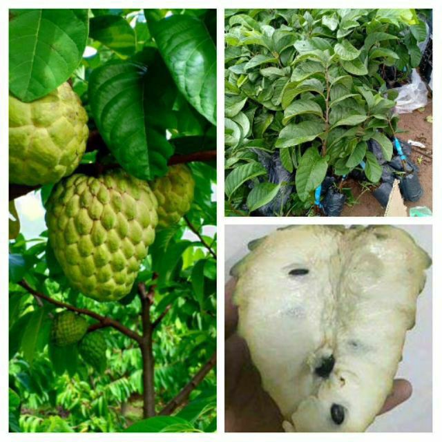 Cây giống na thái lan