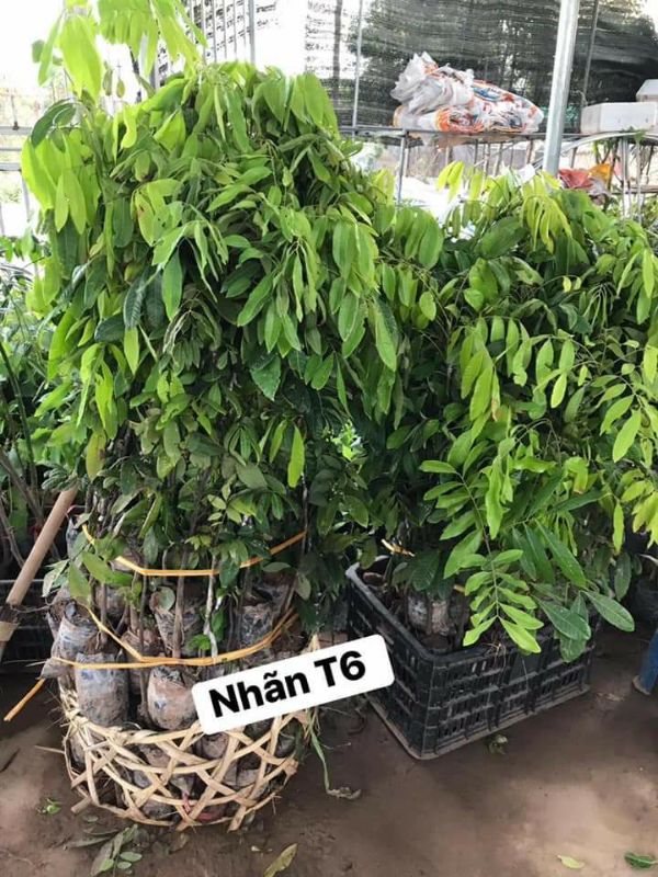 combo 2 cây giống nhãn T6