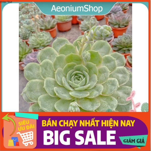 Sen đá ngọc bích size lớn, xuất xứ đà lạt, lỗi 1 đổi 1 ❣️